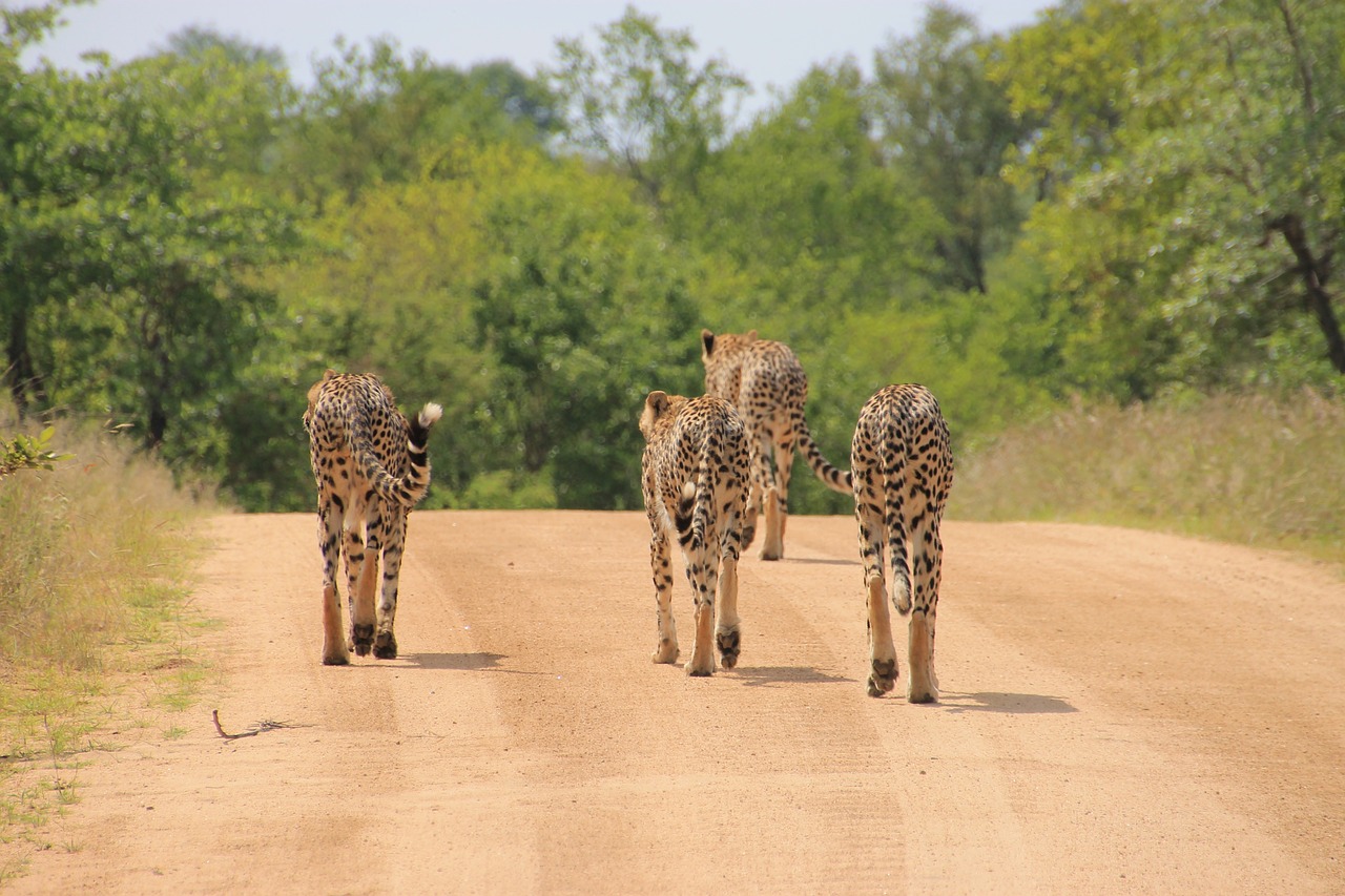 Wildlife Watching in the Everglades National Park